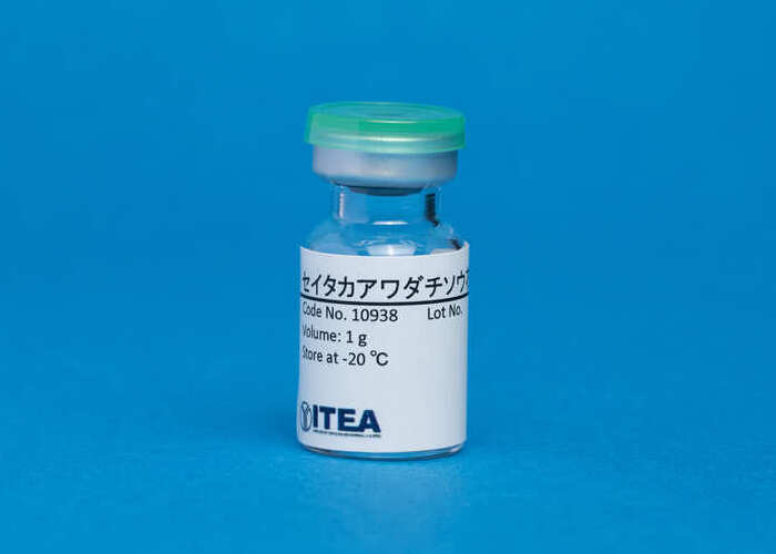 【5-SA-2G】セイタカアワダチソウ花粉(2 g)