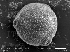 【5-BV-1G】シラカンバ花粉(1 g)