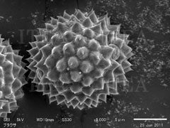 【im5-AA-2G】ブタクサ花粉(輸入)(2 g)