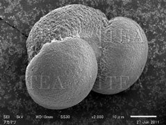 【5-PD-4G】アカマツ花粉(4 g)