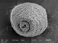 【10907】カナムグラ花粉（2 g）